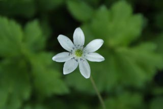 Anemone leveillei bestellen